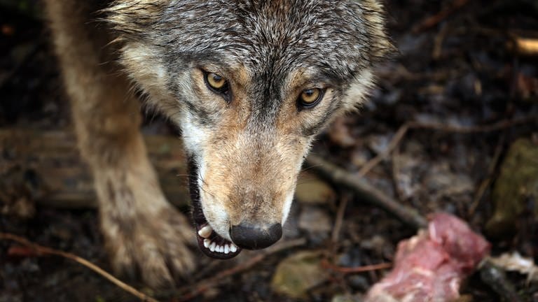 Ein Wolf hat bei Hinterweidenthal Schafe und Ziegen getötet (Foto: picture-alliance / Reportdienste, picture alliance/dpa | Karl-Josef Hildenbrand)