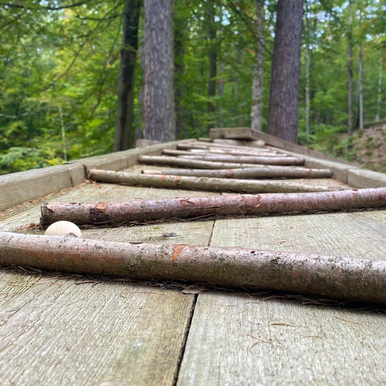 Fünf Murmelbahnen stehen am Laufhauser Weiher im Wald bei Wolfstein. (Foto: SWR)