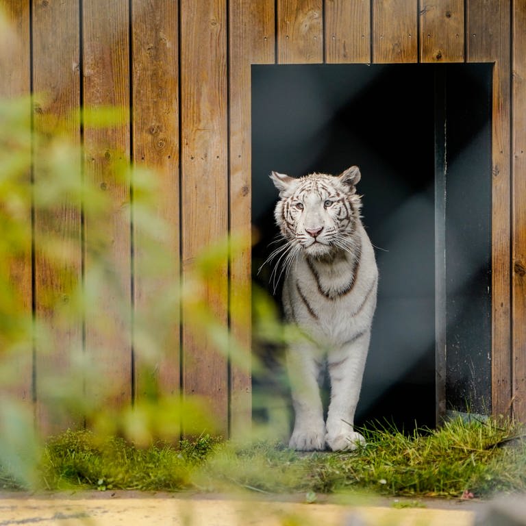 Tigerin Charlota erkundet in der Auffangstation Tierart ihr Gehege.