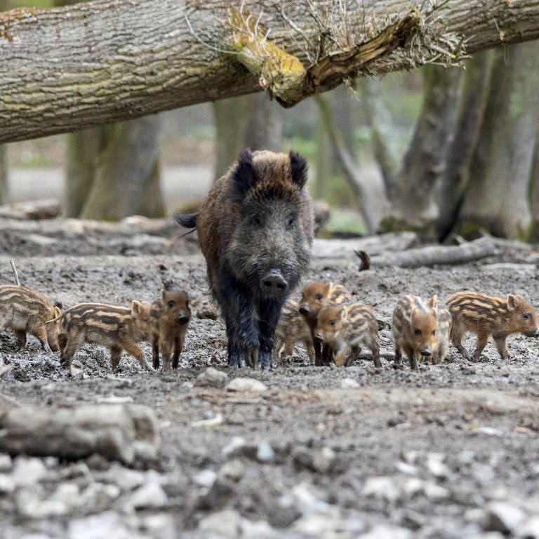 Mehr Wildschweine und Borkenkäfer im Westen der Pfalz - Wildschweine mit Jungen auf einer Waldlichtung