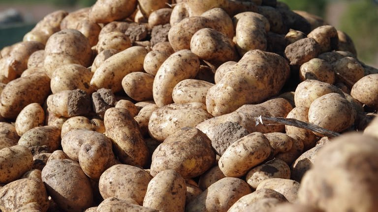 Kartoffeln auf einem großen Haufen - in der Westpfalz war die Ernte nicht gut, die Preise bleiben aber stabil