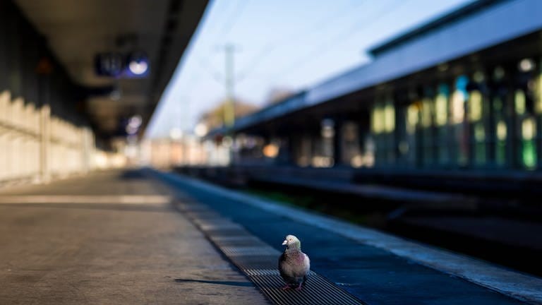 Im Westen der Pfalz fallen derzeit viele Züge in Richtung Kaiserslautern aus. (Foto: picture-alliance / Reportdienste, picture alliance/dpa | Moritz Frankenberg)