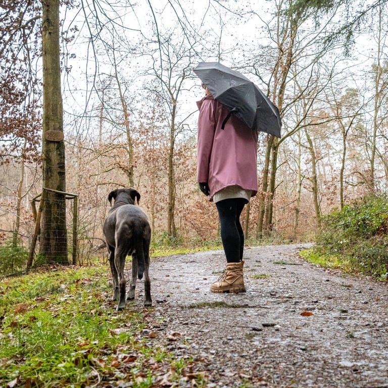 Frau mit Regenschirm geht mit ihrem Hund im kahlen Wald spazieren. 