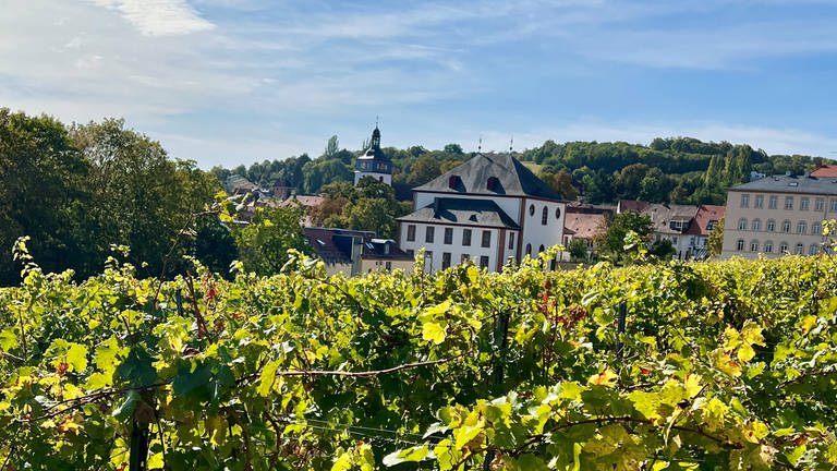 Blick über die Reben im Schlossgarten auf die "Kleine Residenz": Die Stadt Kirchheimbolanden feiert ihr 1250-jähriges Bestehen.  (Foto: SWR)