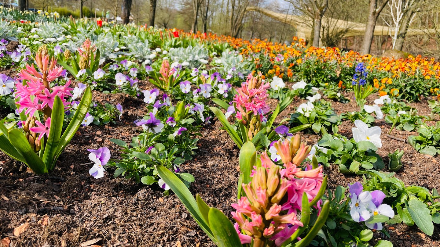 Eine bunte Blumenpracht erwartet die Gartenschau-Besucher. (Foto: SWR)