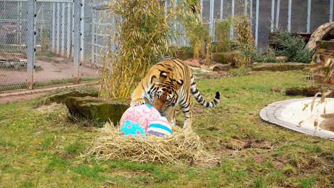 Auch Tiger in der Tierauffangstation in Maßweiler freuen sich über Ostern. (Foto: TIERART Tierauffangstation Maßweiler)