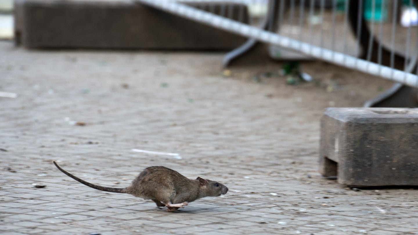 In Primasens gibt es eine Rattenplage und die Stadt legt Giftköder aus. Das Symbolbild zeigt eine Ratte, die über die Straße läuft. (Foto: dpa Bildfunk, picture alliance / Bernd von Jutrczenka/dpa | Bernd von Jutrczenka)