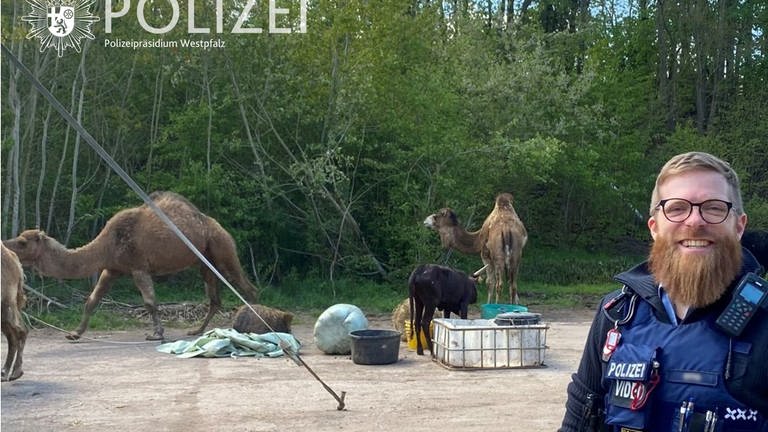 Ein Kamel hat in Kaiserslautern anderen Zirkustieren dabei geholfen, aus ihrem Gehege auszubrechen. Die Polizei fing die Tiere wieder ein.