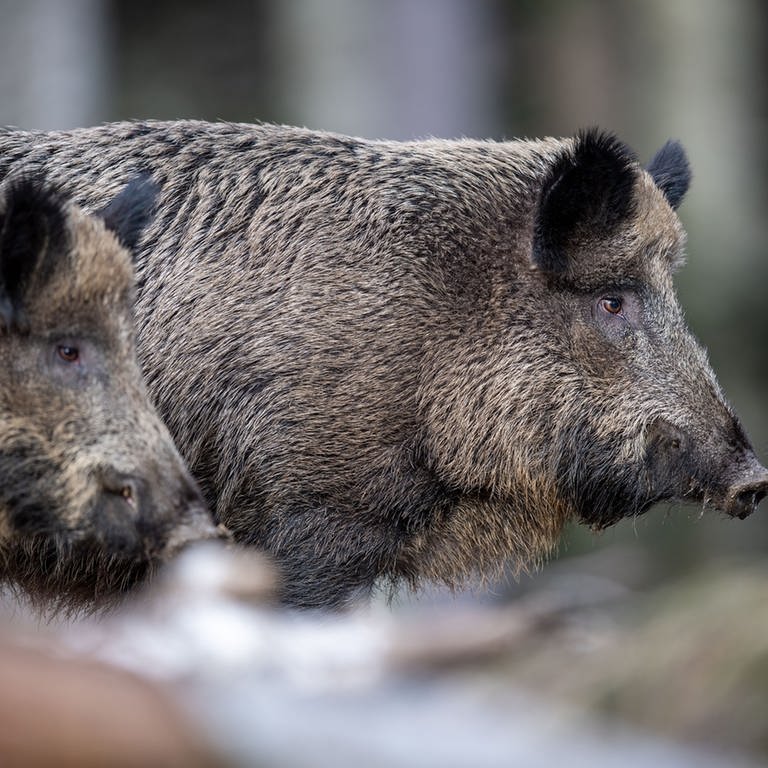 Rund ein Dutzend Wildschweine sorgt seit Wochen in Betzdorf für Probleme. (Foto: picture-alliance / Reportdienste, Picture Alliance)