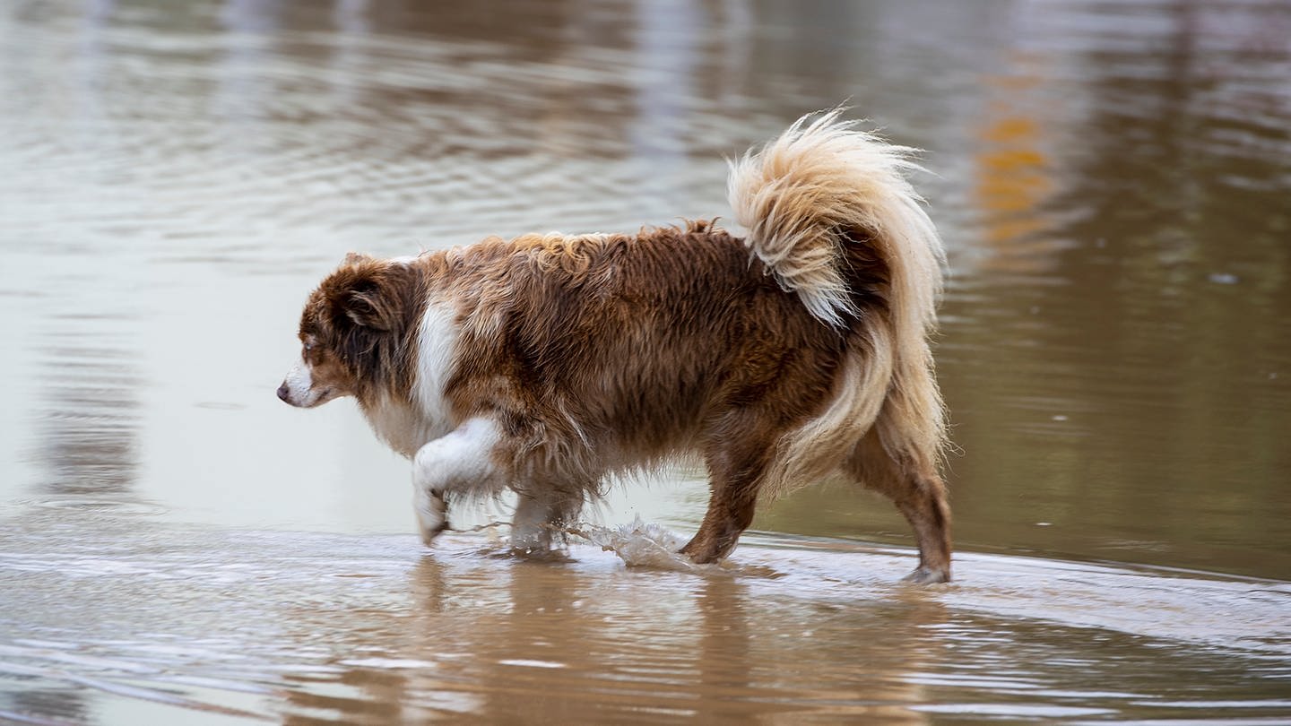 Viele Tieren haben bei den verheerenden Überschwemmungen in Rheinland-Pfalz ihre Besitzer verloren. (Foto: picture-alliance / Reportdienste, picture alliance / HMB Media/Julien Becker | HMB Media/Julien Becker)