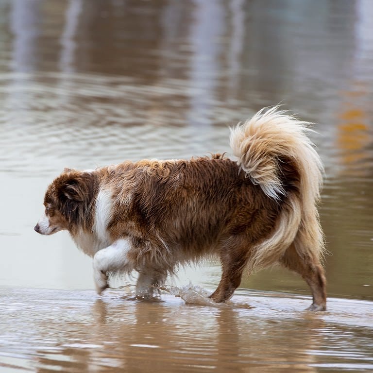 Viele Tieren haben bei den verheerenden Überschwemmungen in Rheinland-Pfalz ihre Besitzer verloren.