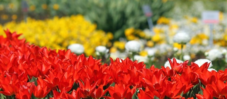 Rote Tulpen auf einer Wiese, dahinter Blumen in weiß und gelb. (Foto: picture-alliance / Reportdienste, Picture Alliance)