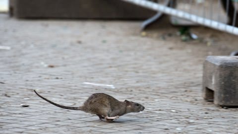 Eine Ratte rennt über einen gepflasterten Platz (Foto: picture-alliance / Reportdienste, Picture Alliance)