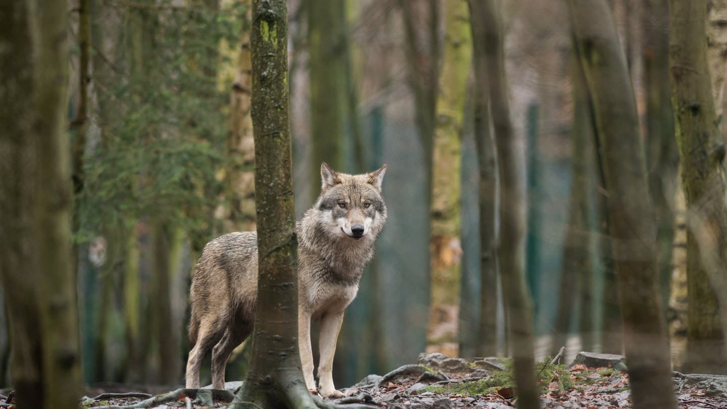 Wolf steht im Westerwald (Foto: dpa Bildfunk, picture alliance/dpa/dpa-Zentralbild)