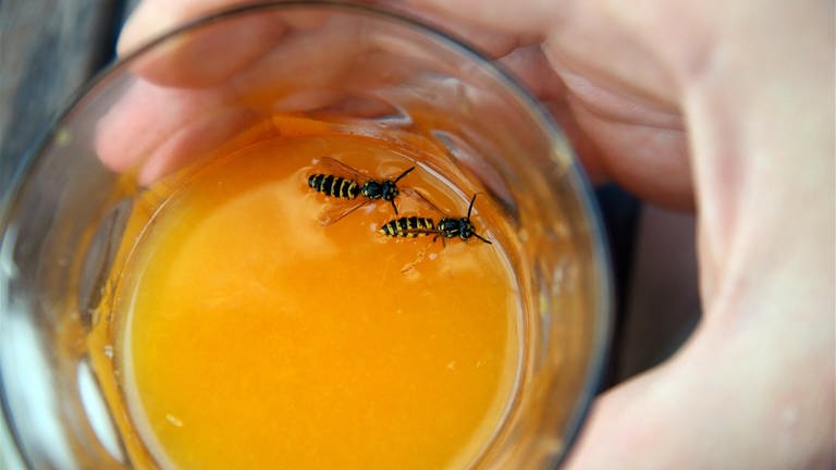 Zwei Wespen in einem Glas Saft.  (Foto: picture-alliance / Reportdienste, Picture Alliance)