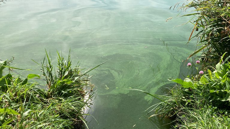 In der Mosel sind so viele gefährliche Blaualgen wie noch nie. (Foto: dpa Bildfunk, Picture Alliance)