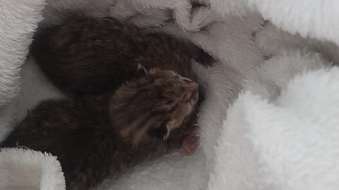 Zwei Baby-Kätzchen wurden in einer Biomülltonne gefunden. (Foto: Pressestelle, Presseportal Polizei Boppard)