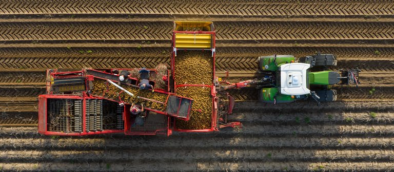 Ein Landwirt erntet mit einem Roder Kartoffeln auf einem Feld (Aufnahme mit einer Drohne). (Foto: picture-alliance / Reportdienste, Philipp Schulze)