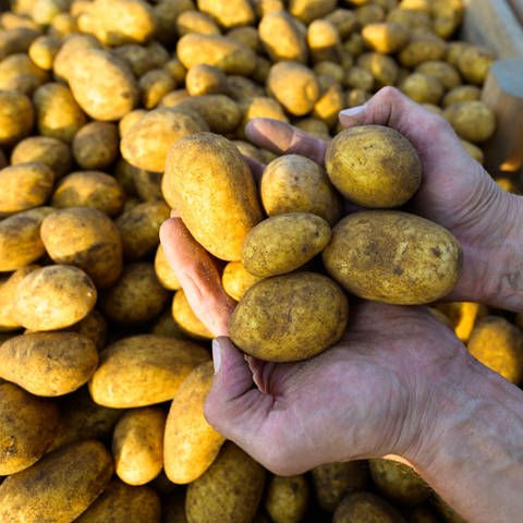 Ein Landwirt hält frisch geerntete Kartoffeln der Sorte Lea in den Händen (Foto: picture-alliance / Reportdienste, Philipp Schulze)