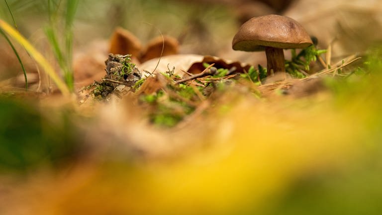 Ein Pilz steht im Wald (Foto: picture-alliance / Reportdienste, picture alliance/dpa | Sina Schuldt)