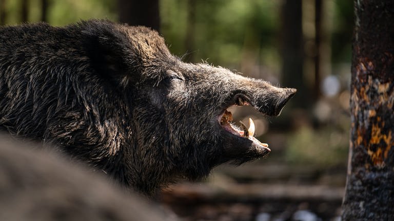 Ein Wildschwein hat zwei Frauen im Wald von Boppard bedroht.  (Foto: dpa Bildfunk, picture alliance/dpa | Nicolas Armer)