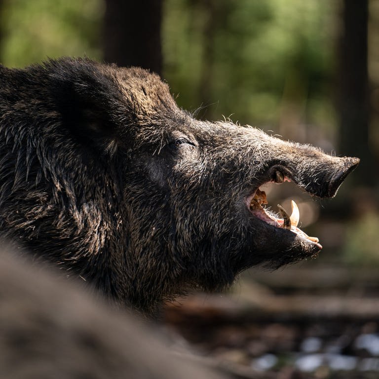 Ein Wildschwein hat zwei Frauen im Wald von Boppard bedroht.  (Foto: dpa Bildfunk, picture alliance/dpa | Nicolas Armer)