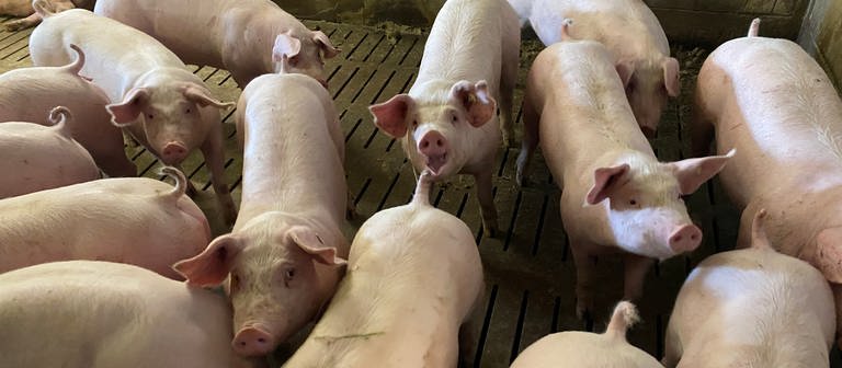 Schweine stehen in einem Abteil eines Mastbetriebs. (Foto: SWR)