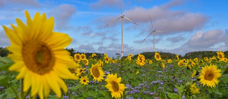 Gelbe Sonnenblumen und lila blühende Phacelia stehen auf einem Feld. Im Hintergrund sieht man zwei Windräder. (Foto: picture-alliance / Reportdienste, Patrick Pleul)