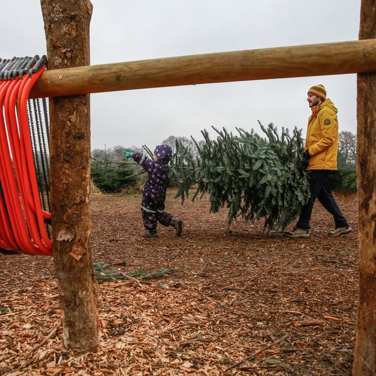Auf einem Holzgestell hängen ordentlich aufgereiht zahlreiche Sägen, während im Hintergrund Vater und Tochter ihren Weihnachtsbaum tragen (Foto: picture-alliance / Reportdienste, Mascha Brichta)