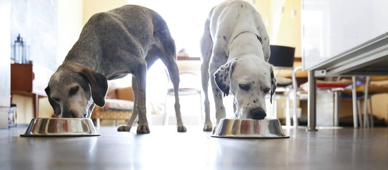 Zwei Hunde fressen aus Futternäpfen (Foto: IMAGO, IMAGO / Westend61)