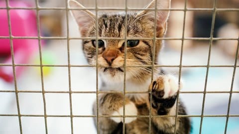 Eine Katze steht in einem Tierheim am Gitter ihres Käfigs.  (Foto: picture-alliance / Reportdienste, Picture Alliance)