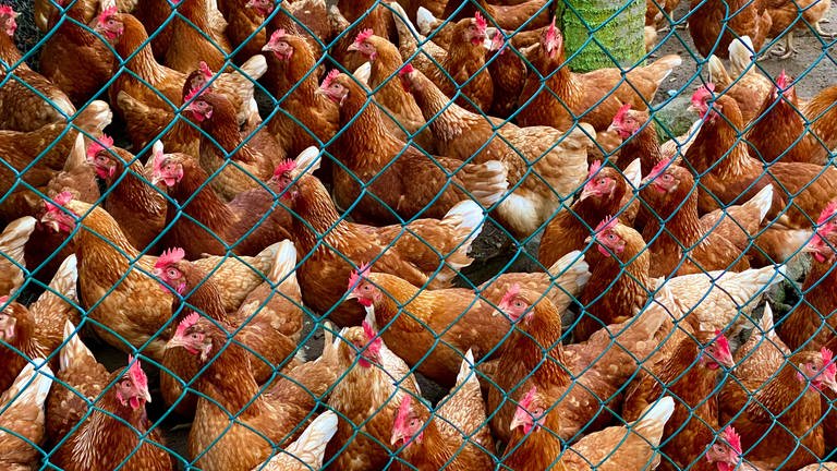 Hühner hinter einem Zaun auf einem Bauernhof. (Symbolbild) (Foto: picture-alliance / Reportdienste, Dorit Kerlekin)