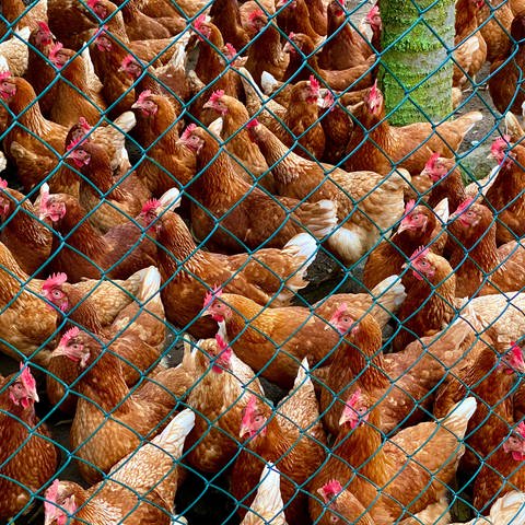 Hühner hinter einem Zaun auf einem Bauernhof. (Symbolbild) (Foto: picture-alliance / Reportdienste, Dorit Kerlekin)