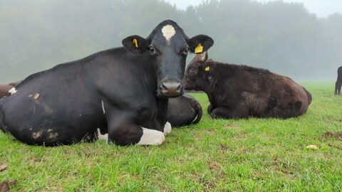 Eine Kuh liegt auf einer Weide und guckt in die Kamera (Foto: SWR)
