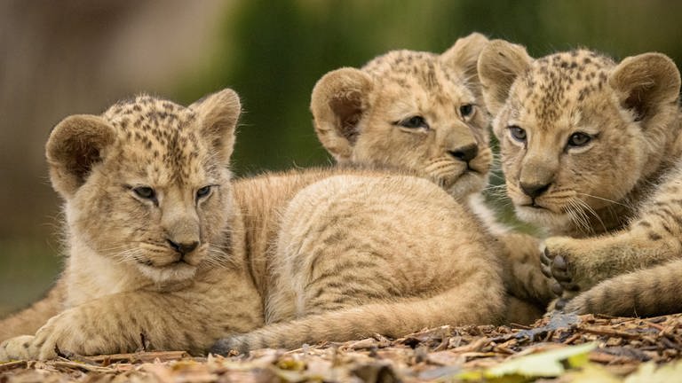 Im Zoo in Neuwied wurden drei Löwenbabys geboren.  (Foto: Pressestelle, Zoo Neuwied/Sami Fayed)
