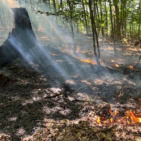 In einem Waldstück bei Alsdorf im Kreis Altenkirchen brennt ein kleines Feuer (Foto: SWR)