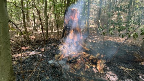 In Alsdorf im Kreis Altenkirchen hat es seit Anfang letzten Jahres 20 mal gebrannt. Vor allem habe es bislang auf Wiesen- und Waldflächen gebrannt. (Foto: SWR)