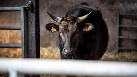 Eine Landwirtin aus dem Rhein-Lahn-Kreis will, dass ihre Kühe sterben ohne zu leiden. Die Kreisverwaltung will das auch. Uneinigkeit gibt es darüber, wie das erreicht werden kann. (Foto: IMAGO, Hans Lucas)