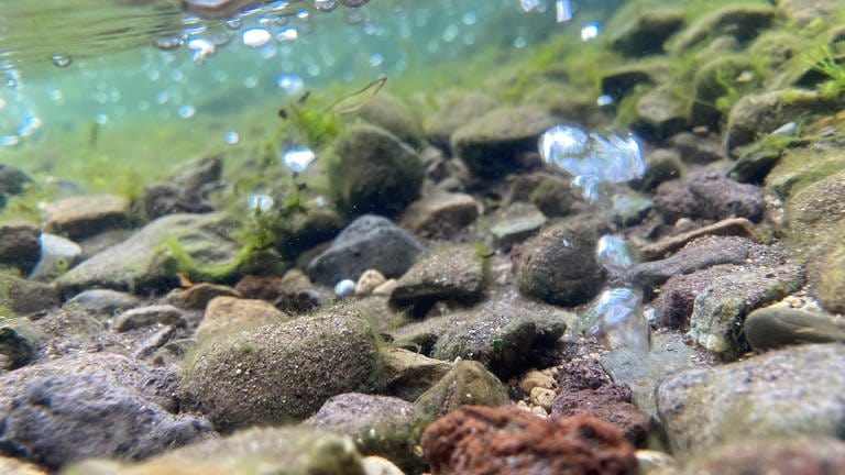 eine Unterwasseraufnahme zeigt den Grund des Sees aus dem Blasen aufsteigen. (Foto: SWR)