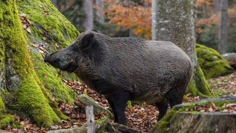 Wildschwein vor Felsen im Wald (Foto: IMAGO, blickwinkel/S. Gerth (Symbolbild))