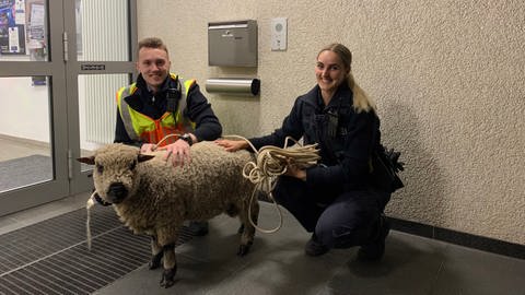 Ein ausgebüxtes Schaf steht mit zwei Polizeibeamten vor der Dienststelle in Betzdorf, wo es übernachtet hat. (Foto: Pressestelle, Polizei Betzdorf)