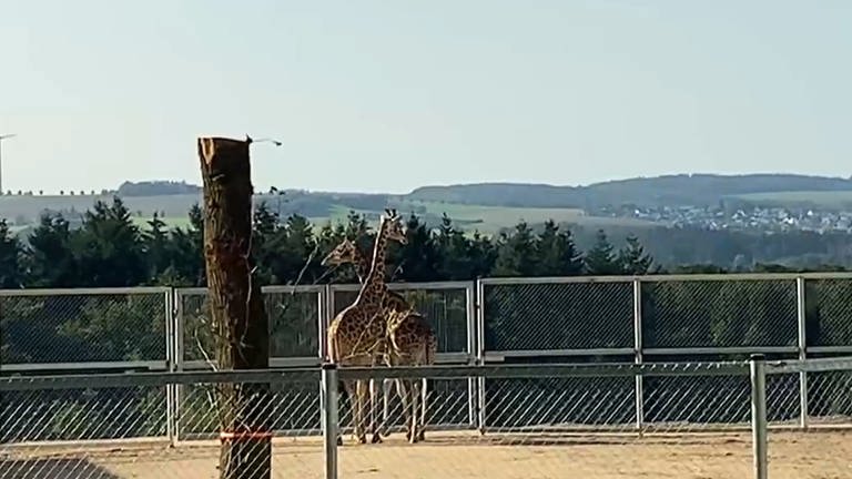 Die Giraffen vom Tiererlebnispark in Bell sind das erste Mal im Außengehege (Foto: SWR)