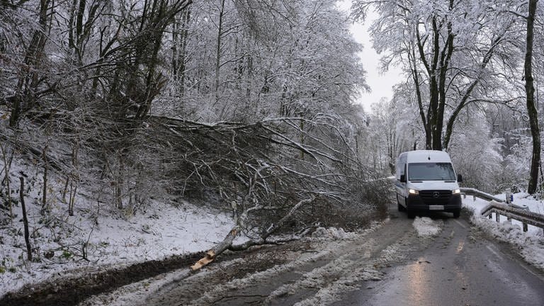 Umgestürzte Bäume blockieren nach starkem Schneefall eine Fahrbahn einer Straße im Westerwald.  (Foto: dpa Bildfunk, Picture Alliance)