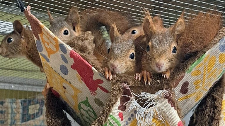 Mehrere kleine Eichhörnchen hängen in einer Schauckel aus Segeltuch: Die Wildtierauffangstation in Kirchwald gehört zu den Gewinnern des Tierschutzpreises in Rheinland-Pfalz (Foto: Wildtierpflegestation e.V.)