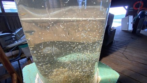 Ein Glas mit Tausenden von Fischlarven. Jährlich läßt der Fischer vom Laacher See Millionen Fischeier heranreifen. Später setzt er die Fischlarven im See aus. (Foto: SWR)