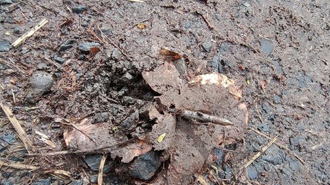 Ein Nagel steckt vor der Rettungszufahrt am Stöffel-Park im Boden