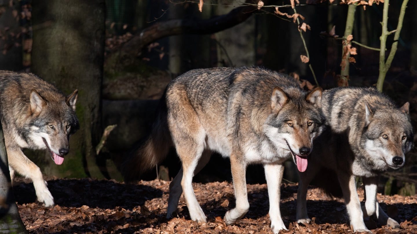 Mehrere Wölfe in einem Waldstück (Foto: dpa Bildfunk, picture alliance/dpa/dpa-Zentralbild | Soeren Stache)