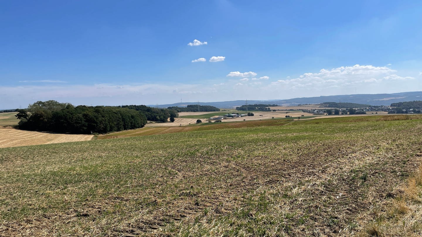 Blick über ein Feld bei Münstermaifeld im August (Foto: SWR)