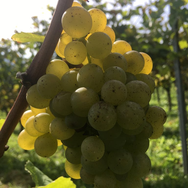 Helle Weintrauben im Weinberg kurz vor der Lese (Foto: SWR)
