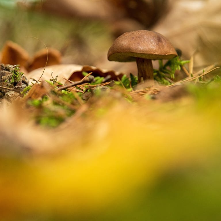 Ein Pilz steht im Wald (Foto: picture-alliance / Reportdienste, picture alliance/dpa | Sina Schuldt)